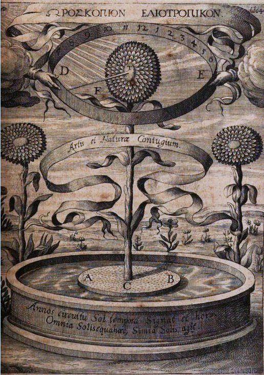 Kircher’s sunflower clock as illustrated in his 1643 study on magnetism, Magnes sive de arte magnetica opus tripartitum (full version available on Googlebooks)